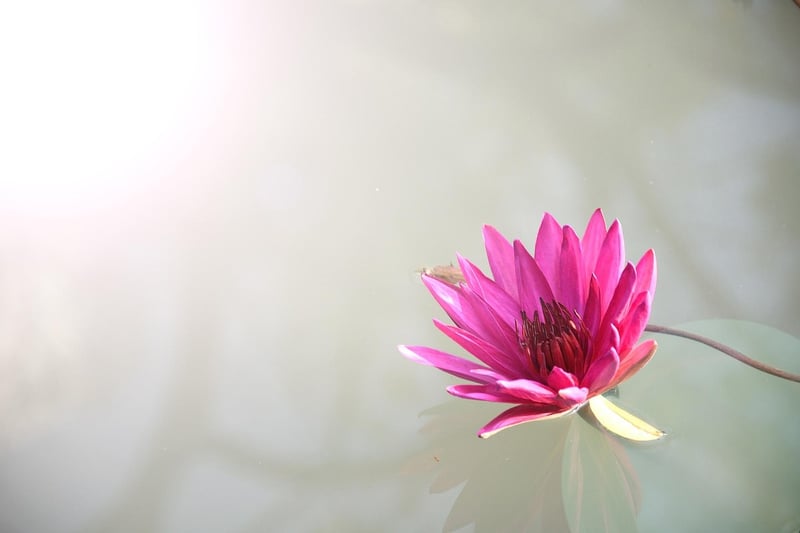 Lotus Position Yoga