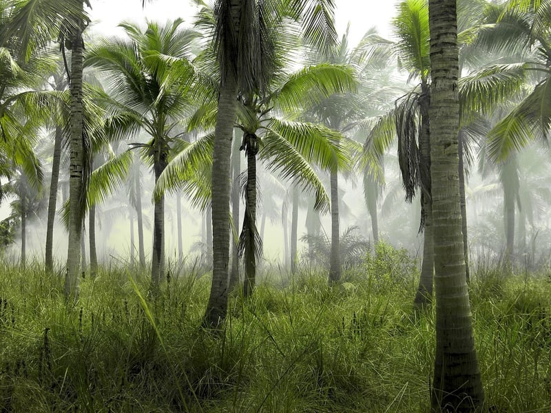 Jungle Landscape